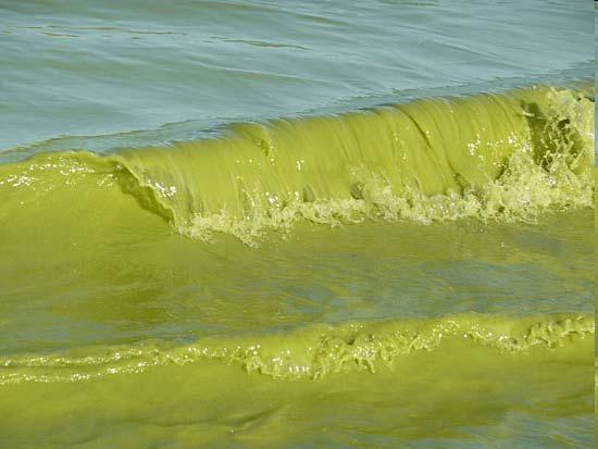 Zilaļģes (cianobaktērijas) Cyanophyta Mikrocistas Microcystis sp. Mikroskpiskas zilaļģes ar ļoti vienkāršu morfoloģisko uzbūvi.