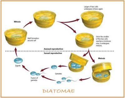 Heterokontophyta Bacillariophyceae Kramaļģes vairojas