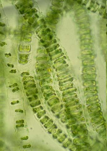 Zaļaļģes Chlorophyta Ulothrichaceae Ulotrihu Ulothrix sugām raksturīgi nezaroti, pavedienveida lapoņi; Aug piestiprinoties tīros, vēsos, tekošos