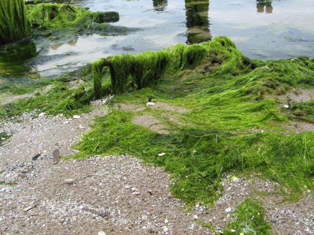 Zaļaļģes Chlorophyta Cladophoraceae Kolkas piekrastē izskalotās kladoforas Vairums kladoforu Cladophora aug jūrā piestiprinājušās pie