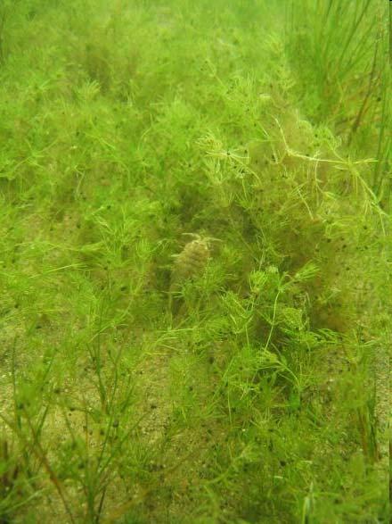 Mieturaļģes Charophyta http://www.nordicblueparks.