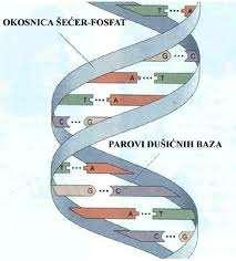 Interfaza se sastoji iz G1, S, G2 faze.