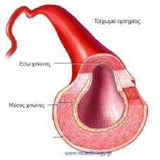 ΚΕΦΑΛΑΙΟ 2 ιστούς, και τις φλέβες (εικόνα 2.3) (και τα φλεβίδια), που επαναφέρουν το αίμα στην καρδιά. Τα τριχοειδή αγγεία παρεμβάλλονται μεταξύ αρτηριών και φλεβών.