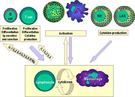 CITOKINELE Citokinele sunt molecule care permit diferitor celule să comunice între ele în producerea unei reacţii.