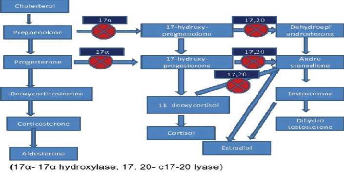 Abiraterone Acetate: Μηχανισμός Δράσης Αναστολέας σύνθεσης