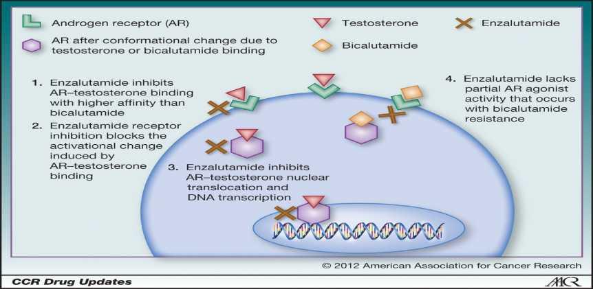 Enzalutamide: Μηχανισμός Δράσης