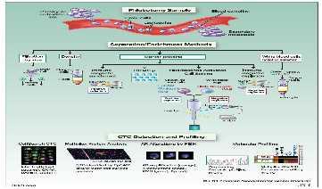 CTCs (Circulating Tumour Cells) Λήψη περιφερικού αίματος Απομόνωση καρκινικών κυττάρων (CTCs), εμπλουτισμός, FISH, ανάλυση Αρχικό όριο 5 CTCs/7.