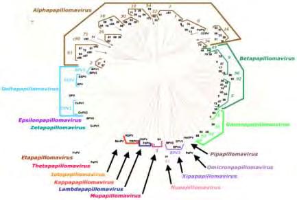 Polyomaviruses και SV 40, μελών της οικογένειας Papovaviridae (De Villiers et al., 2004).