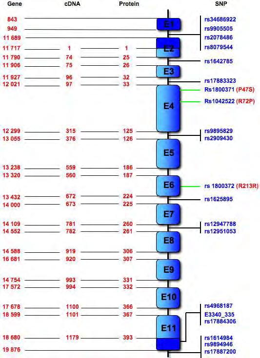 Εικόνα 33: Στο γονίδιο TP53 εντοπίζονται αρκετοί πολυμορφισμοί.