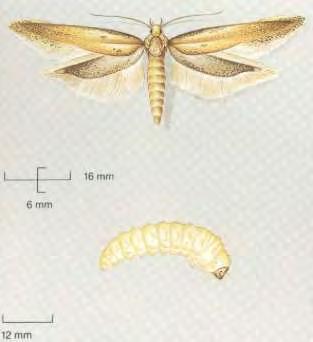 2.1.4 Οικογένεια Gelechiidae i. Sitotroga cerealella (Oliver). Κοινή ονομασία: Σκουλήκι σιτηρών Μορφολογία Το ακμαίο έχει μήκος σώματος 6-9 mm και άνοιγμα πτερύγων 13-19 mm.