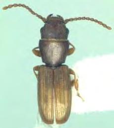 Ακμαίο Oryzaephilus surinamensis.