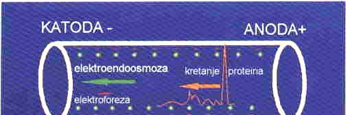 potrebno je izvesti još i IZOELEKTRIČNO FOKUSIRANJE