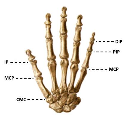 (MetaCarpoPhalangeal, MCP), ενώ η το μετακάρπιο συνδέεται με τα οστά του καρπού με τη καρπομετακάρπια άρθρωση (CarpoMetaCarpal, CMC). (a) (b) Σχήμα.