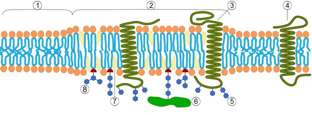 Τα λιπιδικά νησίδια- lipid rafts Στα πλαίσια ετερογένειας και λειτουργικής διαφορικότητας μεμβρανικών τμημάτων αναφέρονται οι περιοχές που είναι πλούσιες σε χοληστερίνη- τα λιπιδικά νησίδια: lipid