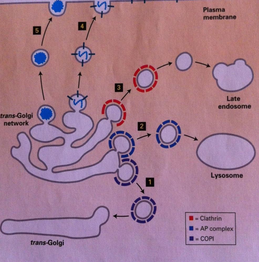 Κυστίδια μεταφοράς από το trans Golgi 1. κυστίδια COPΙ: ανάστροφη κίνηση στις δεξαμενές 2-3.