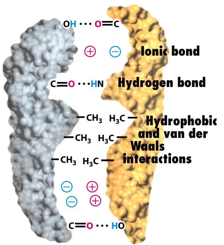 Molecular Cell