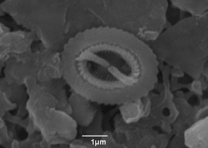 μικροσκόπιο με διασταυρωμένα nicols, SL 152, 278-279 cm 2:
