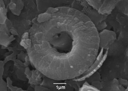εικόνα κοκκόλιθου από πολωτικό μικροσκόπιο με διασταυρωμένα nicols, SL 152, 278-279