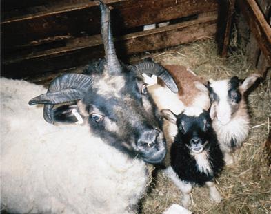 skepnum til vinnslu. Glæsilegur, ferhyrndur svargolsóttur hrútur. Mynd / HKr. Þau eru fjölbreytt litaafbrigðin í fjárstofni Óskars Halldórssonar á Krossi. Mórauður og myndarlegur hrútur.