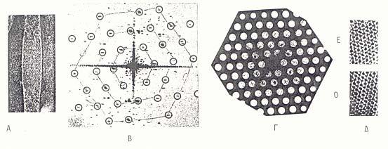 12 Εικ. 4: Επίτευξη επανασύστασης από κυλινδρική δομή όπως είναι ο φάγος Τ 4 (εικ. Α- αρνητική χρώση «πολυκεφαλής»). Η ανάλυση της εικόνας Α στο περιθλασίμετρο Laser δίνει το περιθλασίγραμμα (εικ.