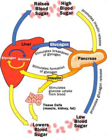 Εικόνα 2: Φυσιολογική ρύθμιση της συγκέντρωσης της γλυκόζης στο αίμα. Η αυξημένη συγκέντρωση γλυκόζης στο αίμα, οδηγεί στην απελευθέρωση ινσουλίνης από το πάγκρεας προς στο ήπαρ.
