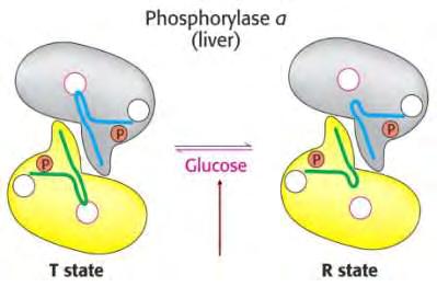 Εικόνα 12: Αλλοστερική ρύθμιση της ηπατικής φωσφορυλάσης: Η πρόσδεση της γλυκόζης στη φωσφορυλάση a μετατοπίζει την ισορροπία προς την κατάσταση Τ και απενεργοποιεί το ένζυμο.