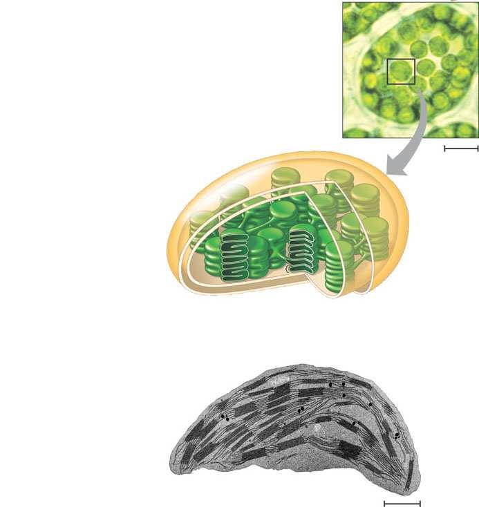 do 4-7 µm sadrže grana i stroma tilakoide vlastita kružna DNA (nukleoid)