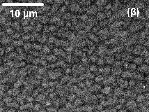Εικόνα 4.3 (α) Εικόνα SEM του δείγµατος EAFD 3 ενδεικτική της κοκκώδους µορφολογίας των κρυστάλλων του βολαστονίτη (β) Εικόνα SEM των κρυστάλλων σε µεγαλύτερη µεγέθυνση.