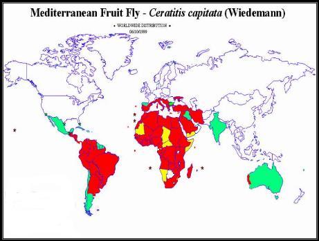 Εικόνα 1: Γεωγραφική κατανομή του Ceratitis capitata (με λευκό χρώμα οι περιοχές που δεν έχει παρατηρηθεί ποτέ, με κόκκινο χρώμα οι περιοχές που παρατηρείται συνέχεια, με πράσινο χρώμα οι περιοχές