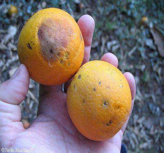 Εικόνα 8: Καρποί πορτοκαλιάς και μηλιάς
