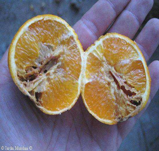 Εικόνα 9: Καρποί πορτοκαλιάς προσβεβλημένοι από
