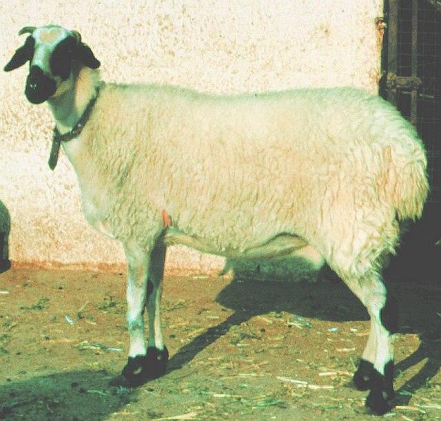 των καθαρόαιμων ζώων ανέρχεται σε 12500 άτομα. Αντίθετα, στην Κύπρο εκτρέφεται πιο μεγάλος αριθμός ζώων.