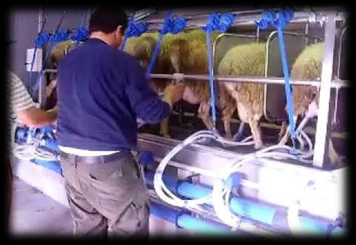 δευτερόλεπτα αρμέγματος και τέλος απάρμεγμα με το χέρι για 10 ή 20 δευτερόλεπτα (www.ktimel.gr).
