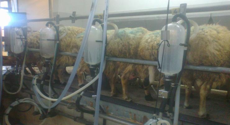 Πίνακας 16 : Απεικόνιση της ερμηνείας κάθε τυροκόμησης Α/Α Τυροκομήσεις Ημερομηνίες Ημέρες από τον τοκετό 1 1 η Πριν την 5/3 93 2 2 η επέμβαση 13/3 101 3 1 η