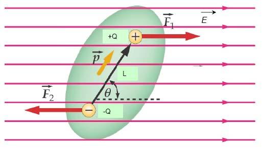 2.6.2. Polarizacija na dielektrik vo elektri~no pole Dielektrici ili elektri~ni izolatori se materijali koi imaat slaba elektronska sprovodlivost.