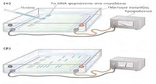 H τεχνική αυτή έχει την ικανότητα να διαχωρίζει τα τμήματα DNA και να τα αναγκάζει να κινηθούν μέσω των πόρων που σχηματίζονται σε πήκτωμα αγαρόζης υπό την επίδραση ηλεκτρικού πεδίου (Εικόνα 5).