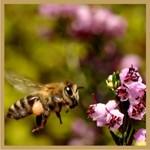 Μέλι από ερείκη: Παράγεται από διάφορα είδη ερείκης, γνωστή και ως «σουσούρα», που ευδοκιμούν στη χώρα μας.