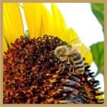 Μέλι από ηλίανθο: Λόγω της εκτεταμένης καλλιέργειας του σε αρκετές περιοχές της χώρας μας και κυρίως στη Μακεδονία, το