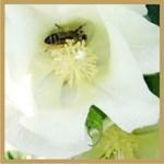 Μέλι από βαμβάκι: Όπως και στη περίπτωση της καστανιάς, το μέλι από βαμβάκι προέρχεται τόσο από το νέκταρ του φυτού όσο