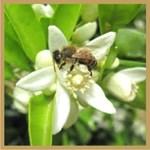 Μέλι από εσπεριδοειδή: Παράγεται σε ορισμένες περιοχές της χώρας μας και κυρίως στην Πελοπόννησο.