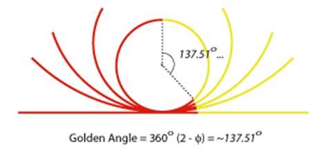 Χρυσή γωνία Δυνατότητα χάραξης της χρυσής τομής έχουμε και σε κυκλικές κατασκευές,