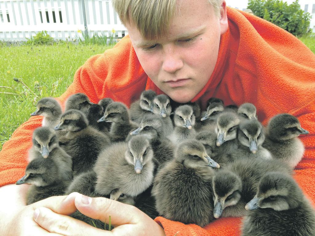 16 Mjólkursamingurinn frá 2005 hefur elst illa 26 27 Hættir eftir 47 ára starf fyrir íslenska bændur 28 29 Bjartsýn á framtíðarhorfur í mjólkurframleiðslu 13. tölublað 2015 Fimmtudagur 9.