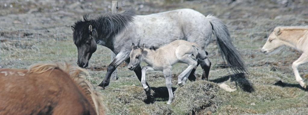 óblandaður í 1100 ár, ef við vitum að það stendur höllum fæti?