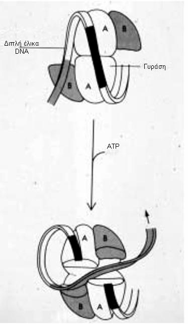 Γενικό Μέρος, Κεφάλαιο 2 ο περάσει µέσα από το σηµείο τοµής του πρώτου. Η ενέργεια που απαιτείται προέρχεται από την υδρόλυση του ATP (Αδενοσινοτριφωσφορικό οξύ).