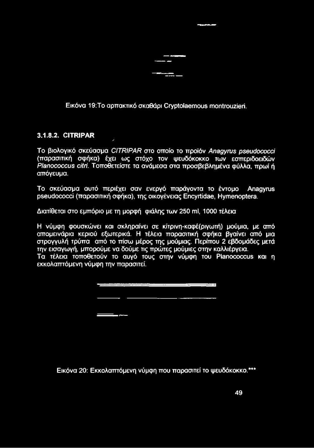 ψευδόκοκκο των εσπεριδοειδών Planococcus citri. Τοποθετείστε τα ανάμεσα στα προσβεβλημένα φύλλα, πρωί ή απόγευμα.