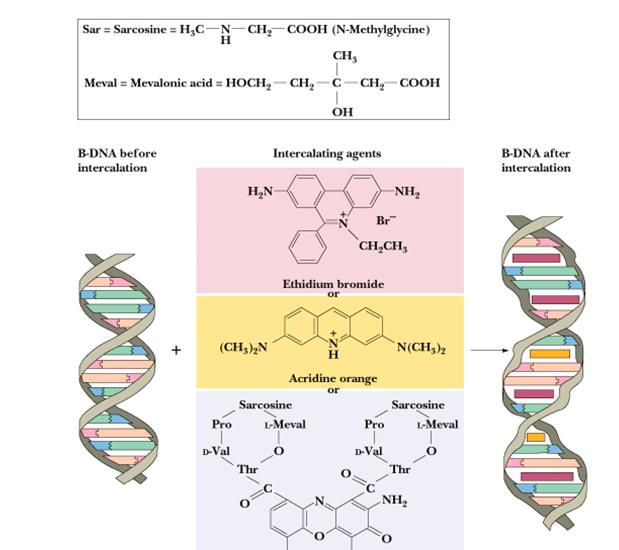 A-, B- IN Z-OBLIKA DNA Lastnost kratek, širok daljši, tanek podolgovat Višina/bp 0.25 nm 0.33 nm 0.38 nm Premer 2.55 nm 2.37 nm 1.84 nm Sukanje desno desno levo Št. bp/zavoj 11 10 12 Rotacija/bp +33.