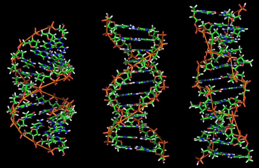 Konformácie DNA V závislosti od poradia nukleotidov a vonkajších fyzikálno-chemických podmienok (ph, teplota, iónová sila) sa DNA môže nachádzať v rôznych konformačných stavoch.