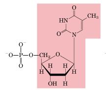 Dezoksiribonukleotidi NUKLEOTID: SKRAĆENICE: NUKLEOZID: (dezoksi)timidin-5'-monofosfat (dezoksi)timidinmonofosfat 5'-(dezoksi)timidilna kiselina