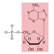 Ribonukleotidi NUKLEOTID: SKRAĆENICE: NUKLEOZID: adenozin-5'-monofosfat adenozinmonofosfat 5'-adenilna kiselina