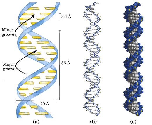 Sekundarna struktura DNK dupli heliks -2 antiparalelna lanca formiraju dvostruki heliks formiranjem vodoničnih veza izmeñu komplementarnih baza i hidrofobnim interakcijama